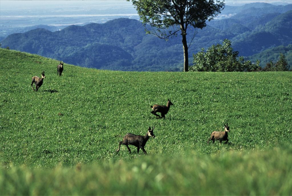 Вилла Baita Tana Da L'Ors Forgaria nel Friuli Экстерьер фото