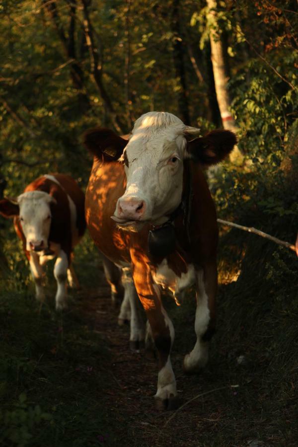 Baita Tana Da L'Ors Forgaria nel Friuli Экстерьер фото